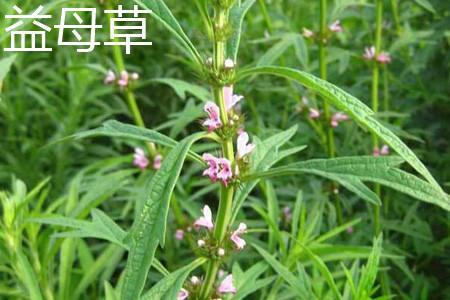4月发文:夏至草和益母草应该如何区别?