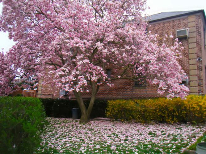 木兰树啊木兰花!