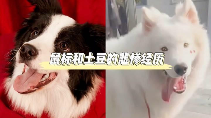 时团宠物宋鼠标和刘土豆的悲惨经历:被刘耀文和宋亚轩无情嘲笑