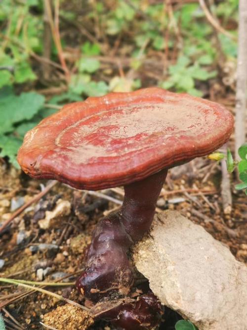 [灵芝批发]野生灵芝价格45.00元/斤 - 一亩田