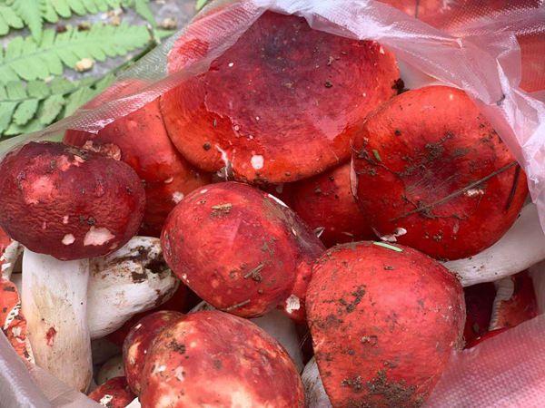 "香菇之王"大红菌走俏云南镇沅