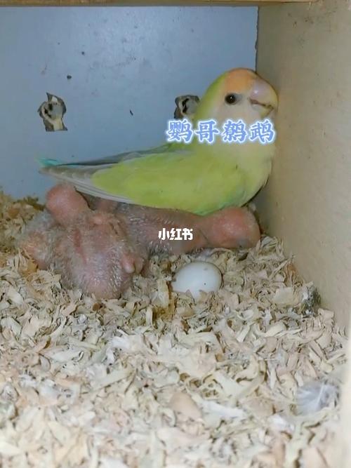 苹果绿白面金顶蓝腰澳桂_鹦鹉_牡丹_手养牡丹鹦鹉_宠物_宠物其他