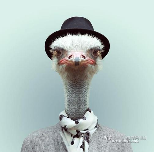 来看看动物肖像画(组图)