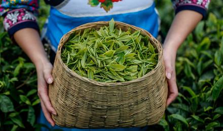龙井问茶白鹤峰访茶采茶摄茶品茶鉴茶半日游
