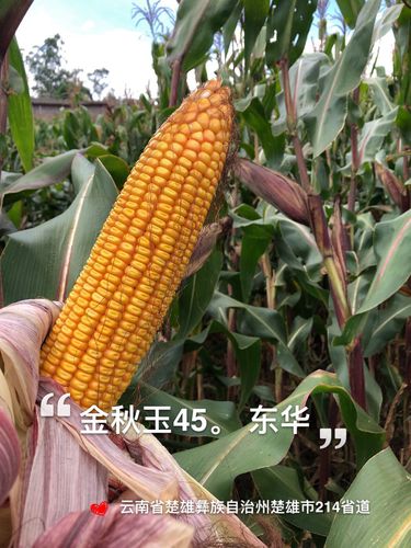 金秋玉45(2020年滇审)