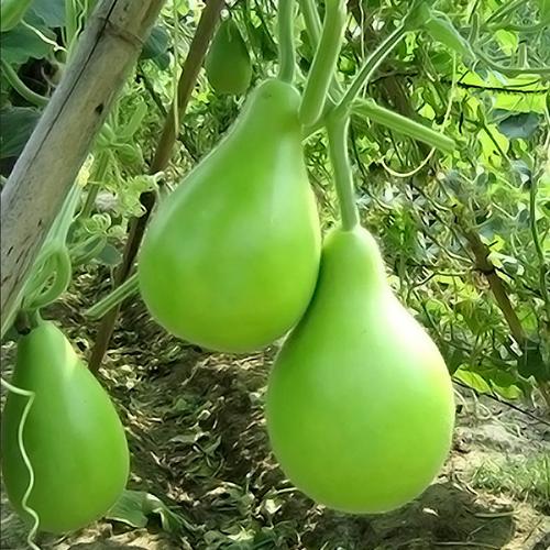 瓠瓜苗 食用观赏葫芦西葫芦苗 四季种植 长瓠子瓜苗 蔬菜苗子包邮