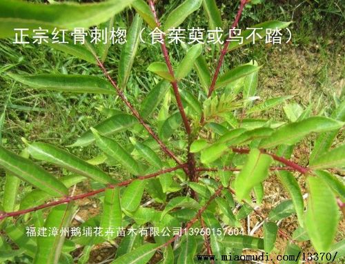 食茱萸(又名红骨刺楤,鸟不踏)种苗批发