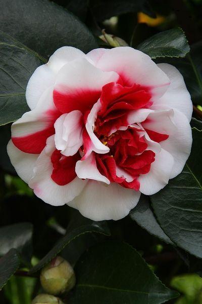 茶花一树早桃红