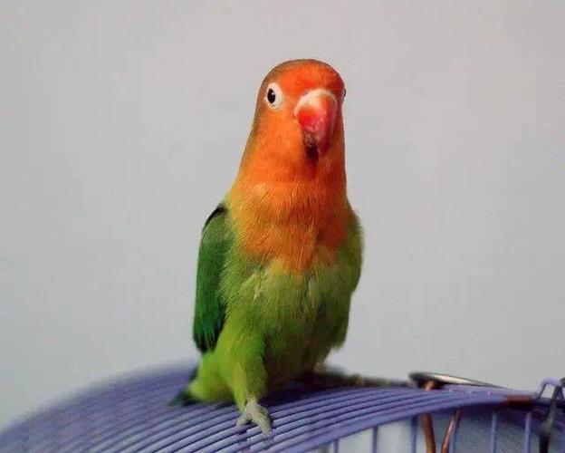 鹦鹉能够模仿人类的声音,那它们知道在说什么吗?还是只是复述