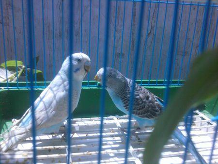 这两只虎皮鹦鹉是一对吗?