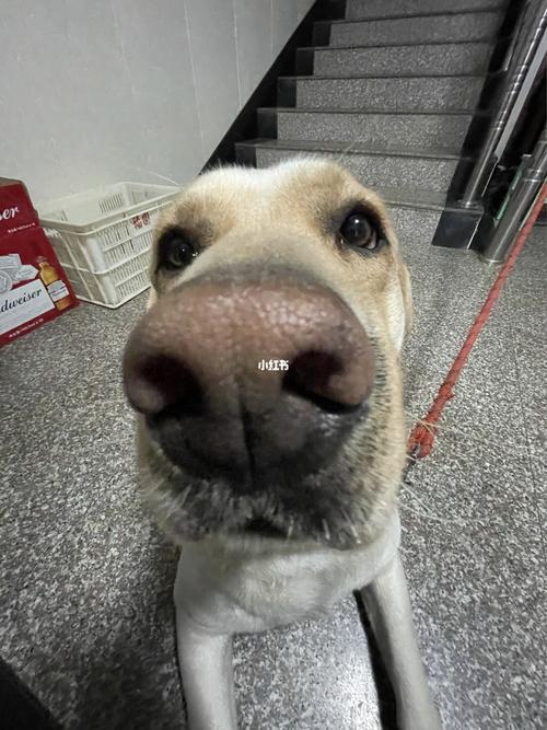 广角镜头下的狗子_狗狗_拉布拉多_宠物零食_狗狗日常