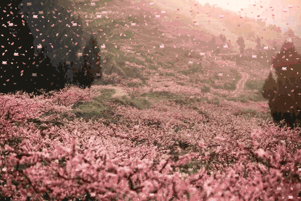 其它 正文 汉服体验,古风集市 万亩桃花竞相绽放 缤纷多彩 让人仿佛置