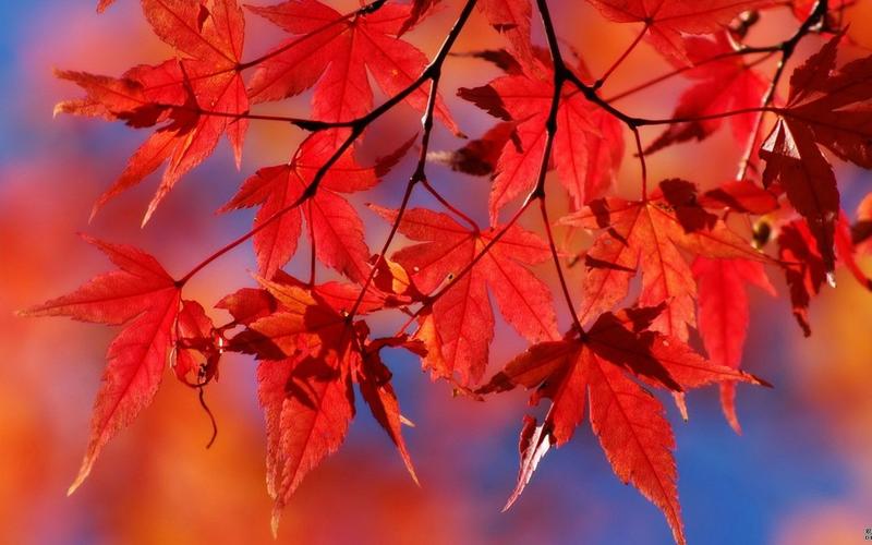 静美秋叶高清壁纸