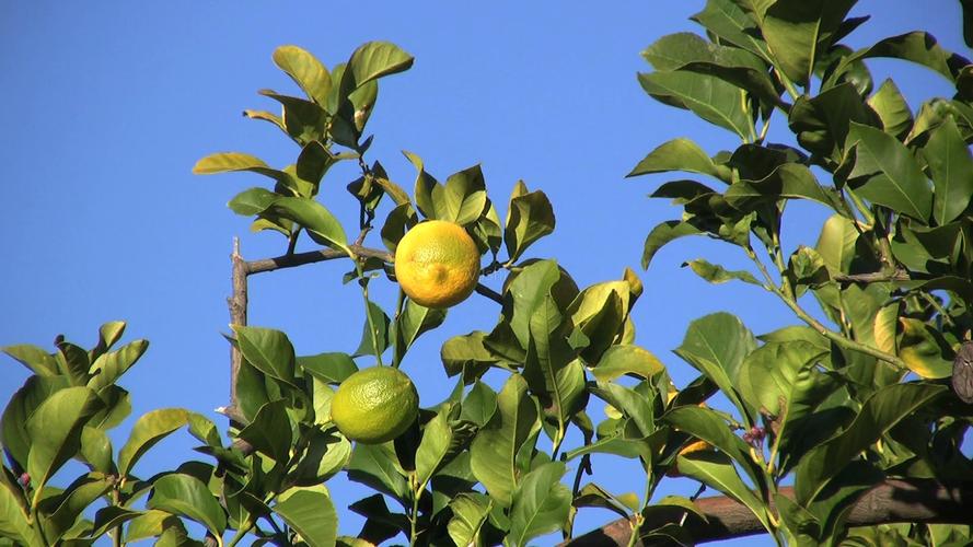 柠檬树的鲜柠檬1_1920x1080_高清视频素材下载(编号:615087)_实拍视频