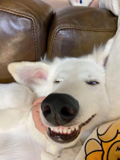 哈哈哈哈 大鼻子要冲出镜头了_狗狗_狗狗日常_宠物_狗