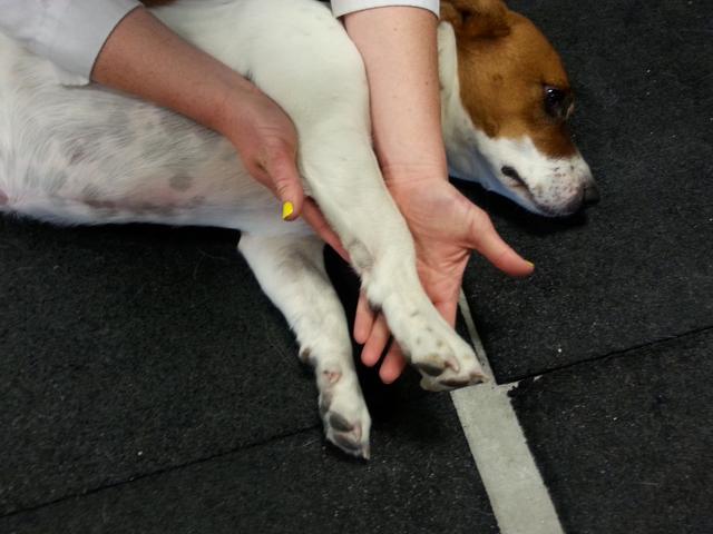 共济失调症了解一下,狗狗有腿也走不了路