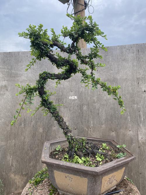 两棵铁马鞭盆景_盆景_家居家装_家居装饰