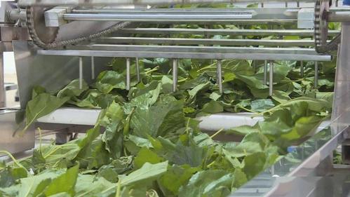 首条智能自动化养蚕生产线亮相今年科技