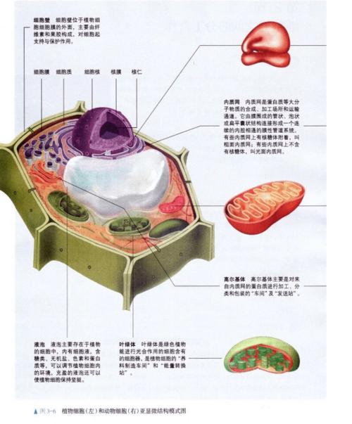 动物细胞模式图