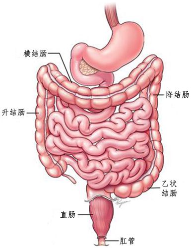 结直肠的功能主要是吸收食物中的水分,维生素和无机盐,并将食物残渣