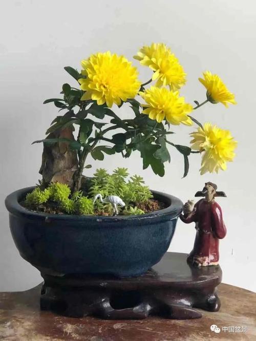 菊花盆景