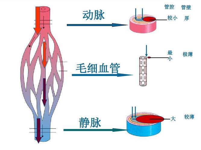 济南版 第三章 动脉 管腔 较小 管壁 厚 最 小 极薄 毛细血管 静脉 大
