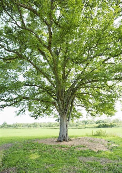 草地天空-嫩草中的大树高清摄影桌面壁纸图片素材