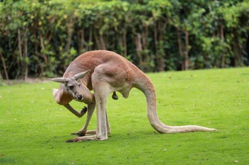 动物的尾巴有很多妙用!你知道吗?_袋鼠