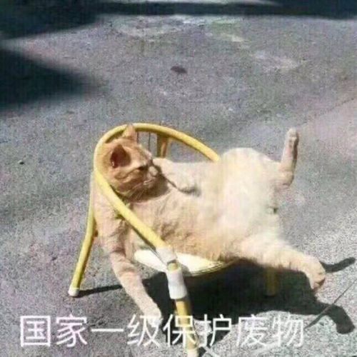 背景图,沙雕,朋友圈,搞笑,个性