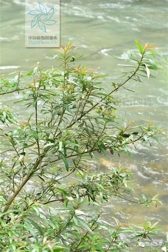 水杨柳,见过吗?治淋病,梅毒,膀胱结石,胆囊结石
