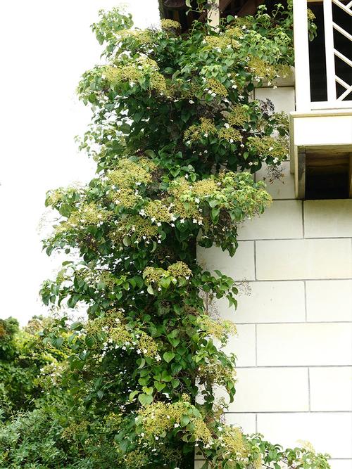 海蒂花园藤本绣球花耐阴好室外阳台庭院攀援观叶