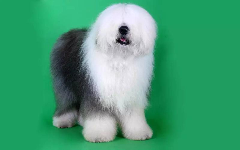 这…这样真的好吗…爪叔送上礼品一份安慰下金毛吧~(那油漆叫多乐士