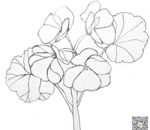 海棠花简笔画 海棠花简笔画图片_海棠花儿童绘画作品
