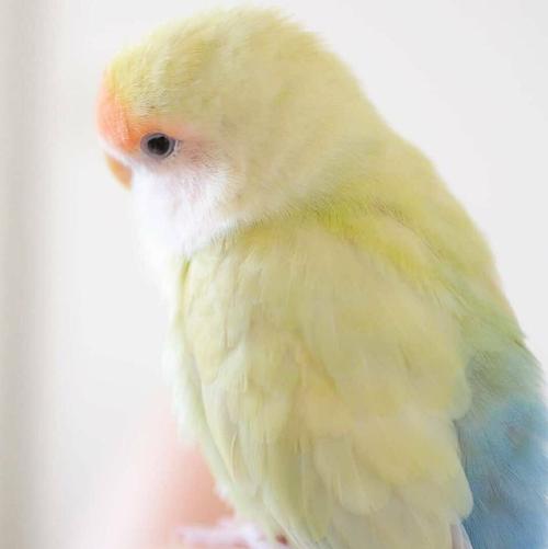 蓝和尚绿和尚牡丹鹦鹉,肉球到齐毛