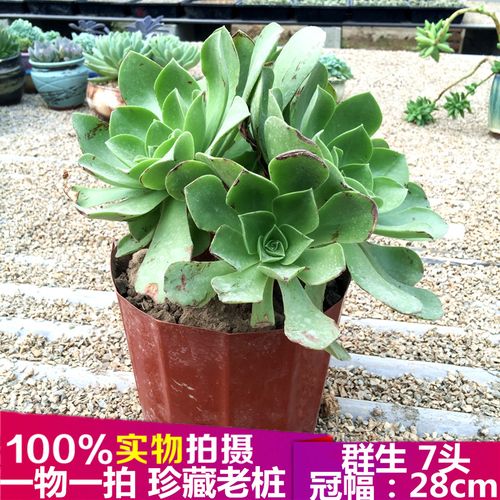 法师多肉植物玉龙观音老桩一物一拍多头群生组合盆栽手捧花卉绿植