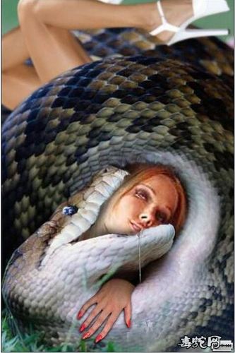 蟒蛇吃掉三个美女图片大全_蛇的图片_毒蛇网