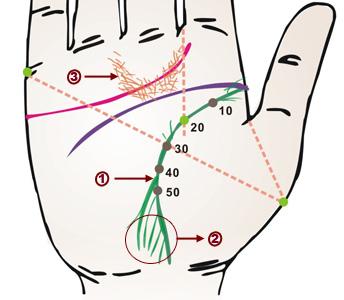 2.生命线末端分岔,是未来体力衰退之兆,宜注意日    1.