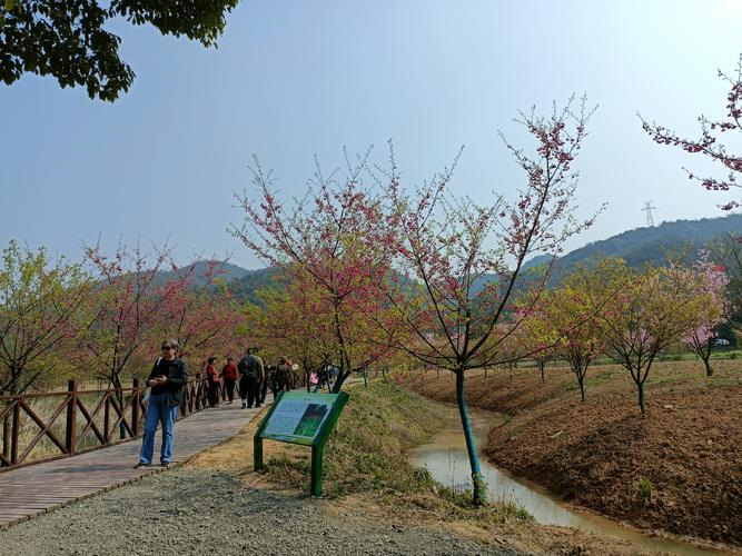 醉美湘潭七星村200亩樱花争相怒放
