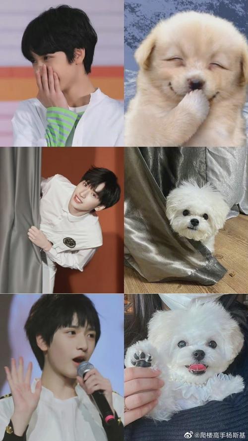 严浩翔有多像狗勾