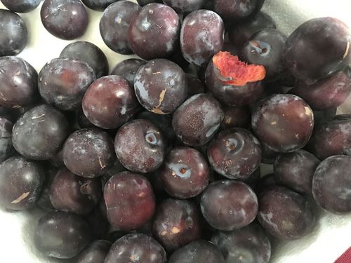 春季种植详细报价法兰西李子苗 春季种植详细报价法兰西李子苗 ,果实