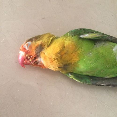 我的小鸟鹦鹉昨天还好好的,今天怎么就死了,难道他们饿的时候会自相