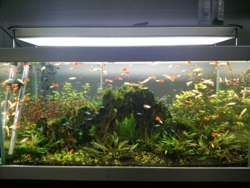 大自然放进鱼缸～水草造景