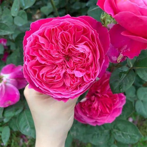 阿卡德米亚/学院欧洲切花月季花苗大花浓香四季开花