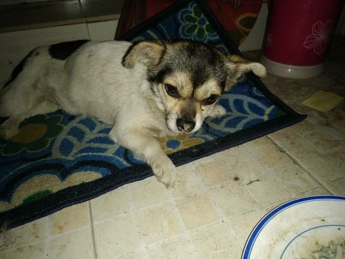 狗狗突然软弱无力走不动路了,还没精神,舌头有点发白