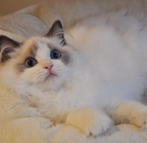 布偶猫和银渐猫银渐层猫与布偶猫区别