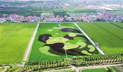 横沙岛上现"彩色海洋"