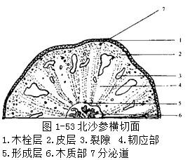 北沙参显微鉴别