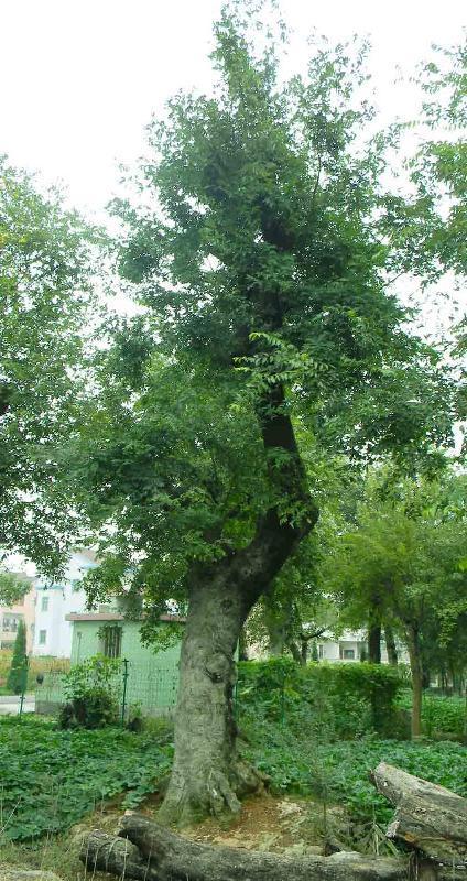 供应皂角树的管理