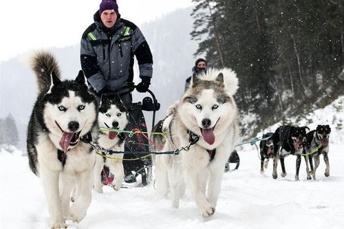 雪橇犬|西伯利亚_网易订阅