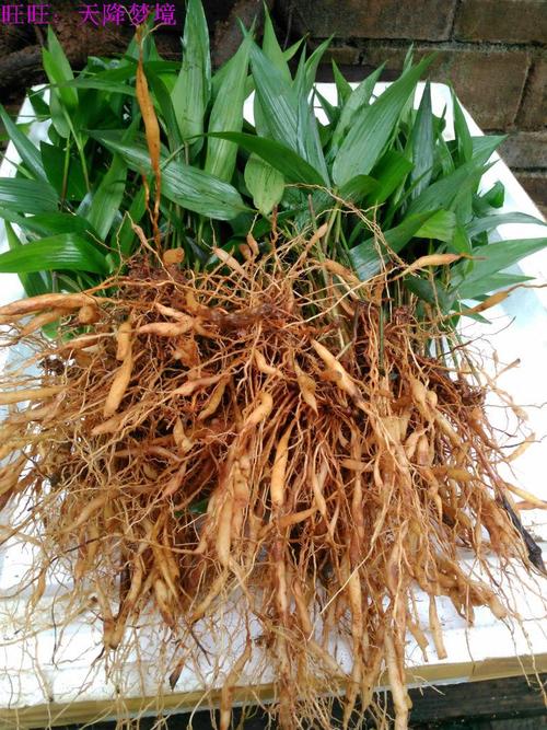 淡竹叶野生新鲜药材/碎骨子/山鸡米/竹叶麦冬 新鲜淡竹叶酒饼材料